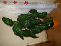 Difenbachia – piękny, dekoracyjny, duży kwiat doniczkowy,  2-pienny, 1,7 m 