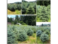 Choinki świąteczne, Świerk srebrny, detal i hurt. Ustroń