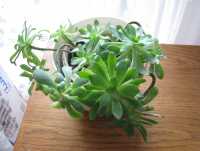 Aeonium – piękny sukulent na taras, do oranżerii lub mieszkania 