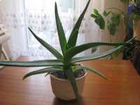 Aloes – piękna, zdrowa roślinka o właściwościach leczniczych 