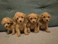 Zarejestrowany pudel toy