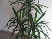 Juka – piękny, zdrowy, duży kwiat doniczkowy,  3-pienny, 1,6 m 